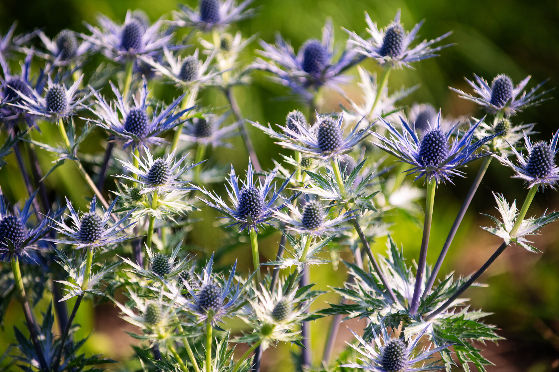 Eryngium x zabelii 'Big Blue'